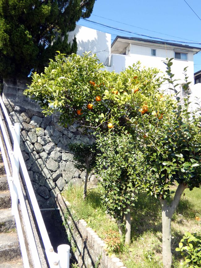 Albero di arancio presso una casa privata