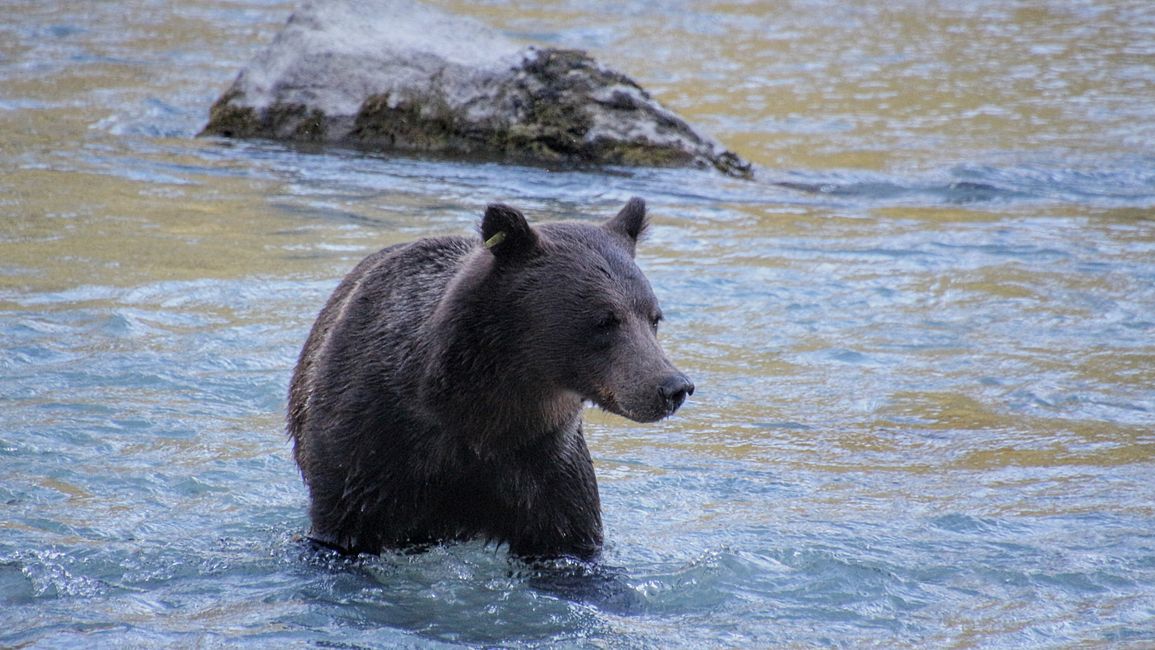 Etiqueta 26: Río Chilkoot - gran cine de osos & sesión de fotos con 'Lulu'