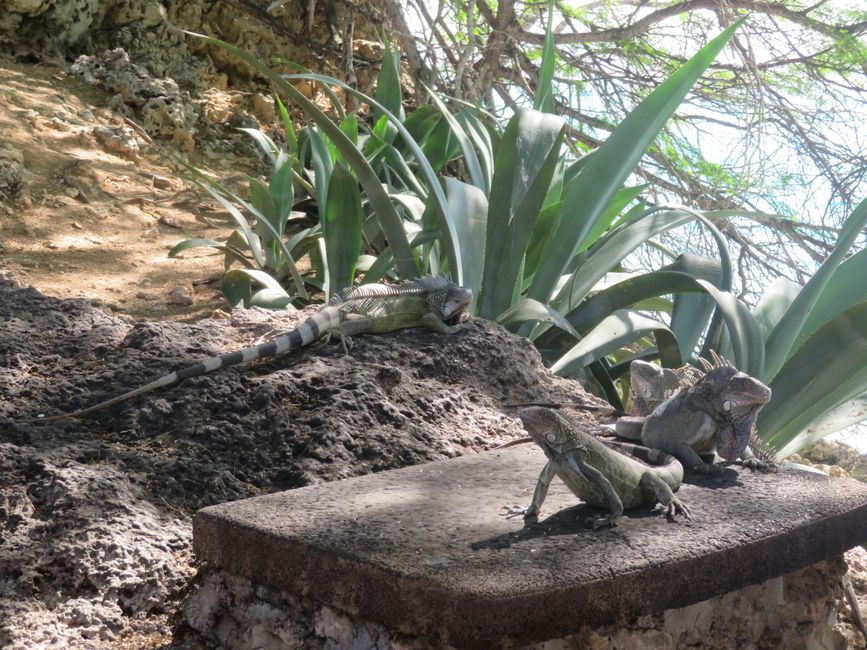 4 iguanes