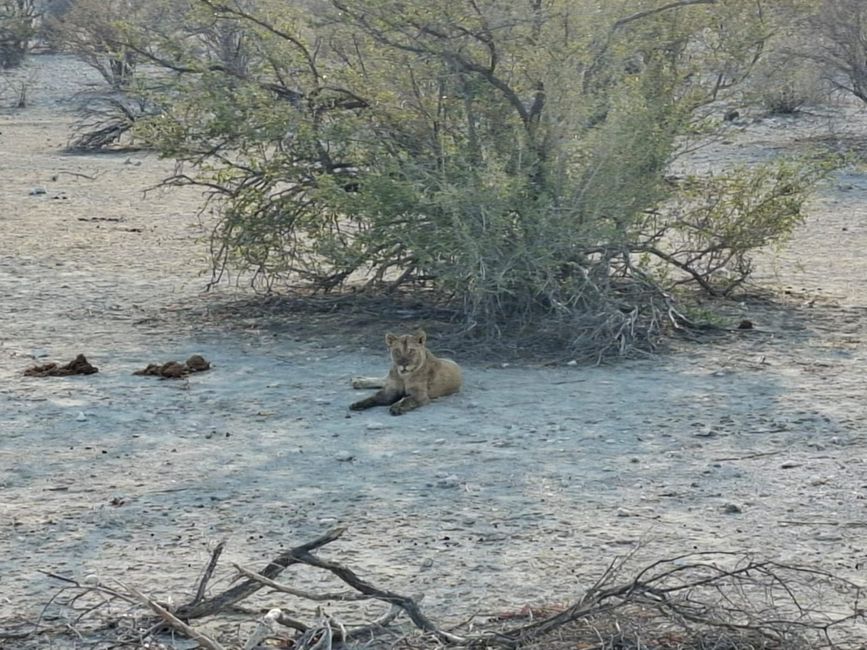 Ethosa Nationalpark 🐘🦒