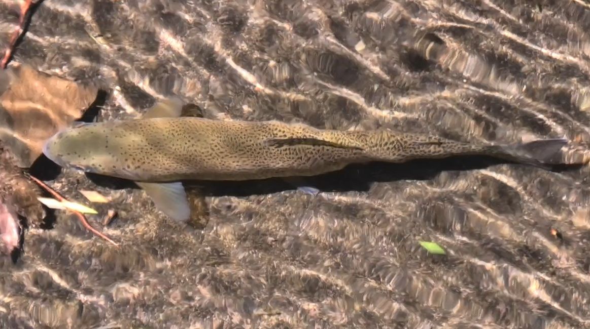 Tag 11: Levada do Alecrim und ein Open Air Festival