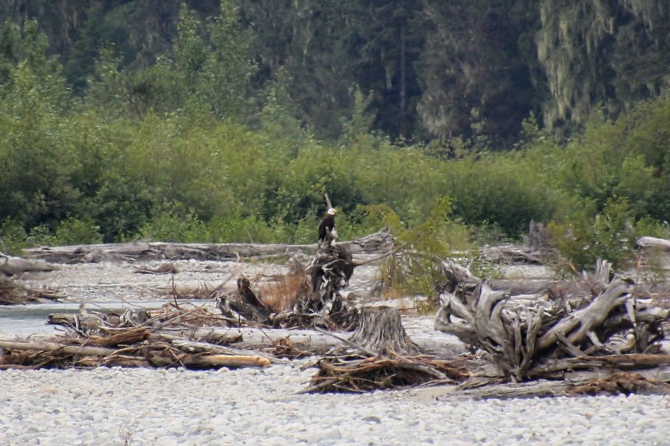 Weißkopfseeadler (Bald Eagle)