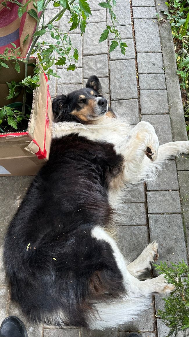 Moritz, der flauschige Sicherheitsdienst