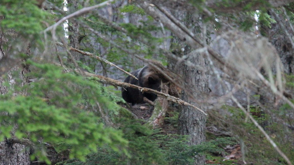 Day 25: Chilkoot Lake & more 'Bear' than we would like