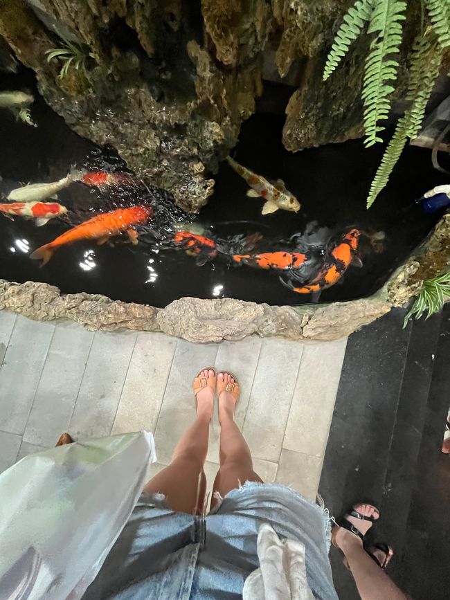 Koi Teich 