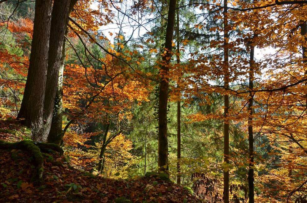 Autumn hiking in the Wutach Gorge: Red, yellow, orange... and you're right in the middle!