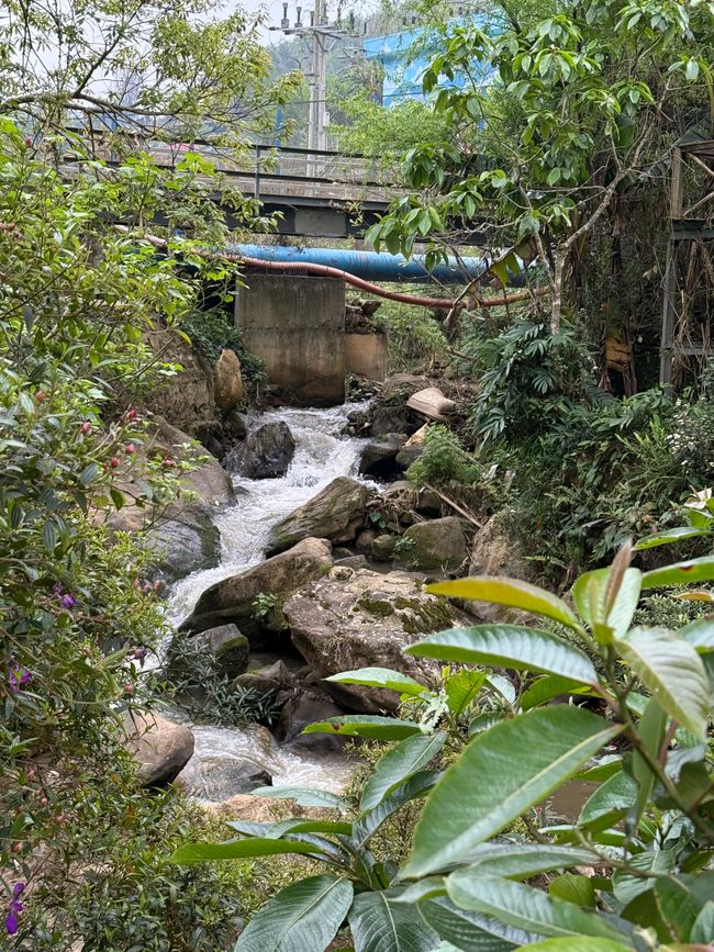 Carino