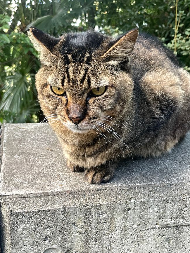 2.Kapitel: Nix Jetlag, oder „A temple a day keeps the doctor away“, man kann sich aber auch auf den Philosophenpfad begeben