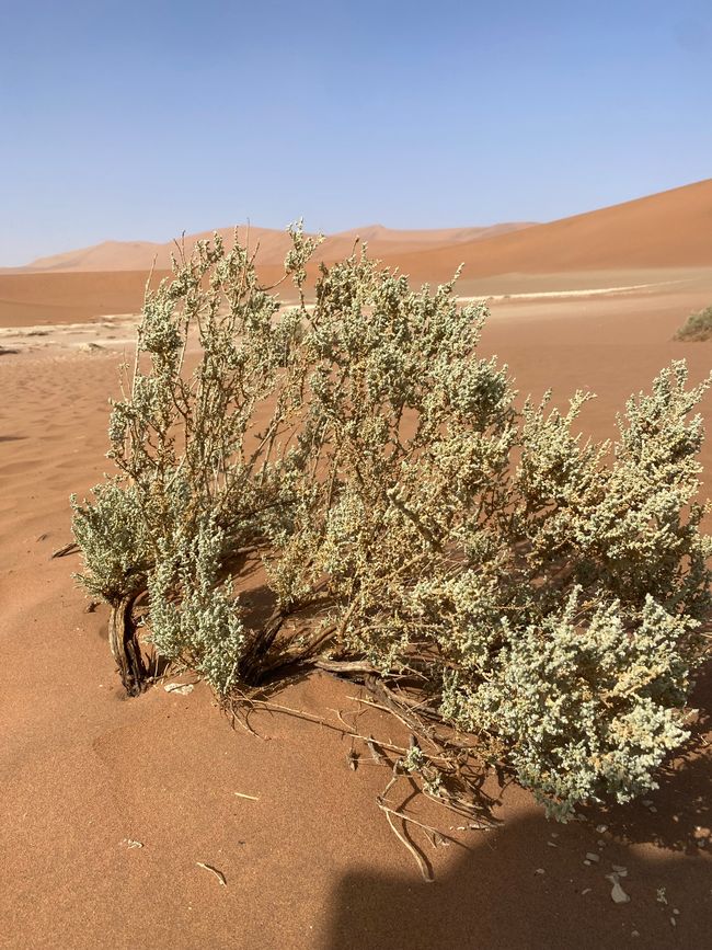 Namib Desert 🏜️