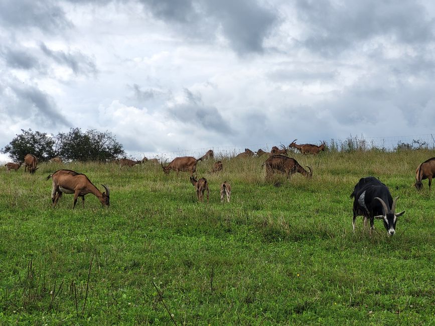 Ziegenhof “Wurzeln & Hörner”