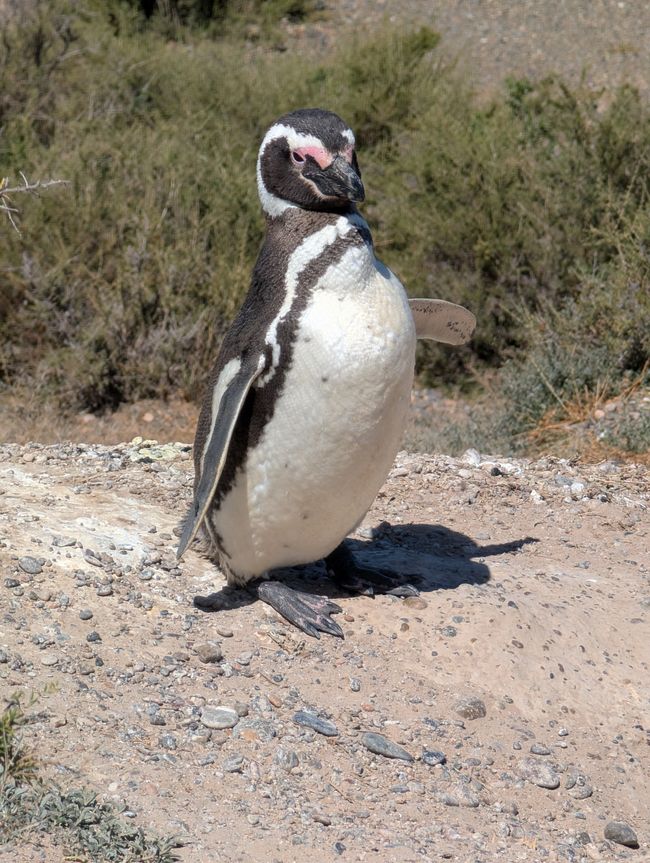 25. Day 29.1.25 Puerto Madryn