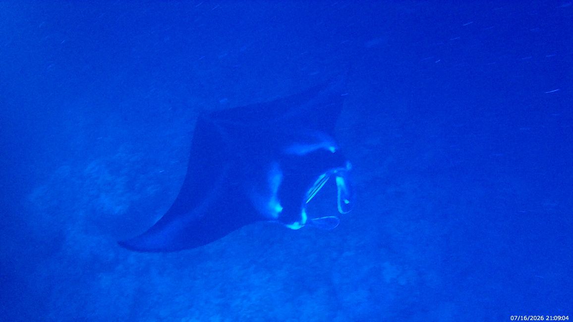 19. Plongée avec des raies manta sur l'île de Big Island