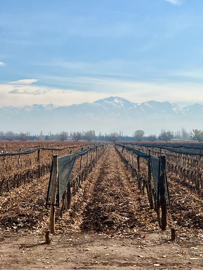 Wine production in Mendoza