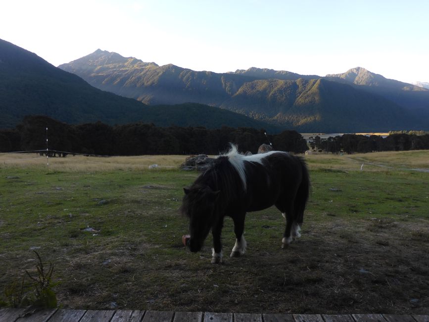 Il pony