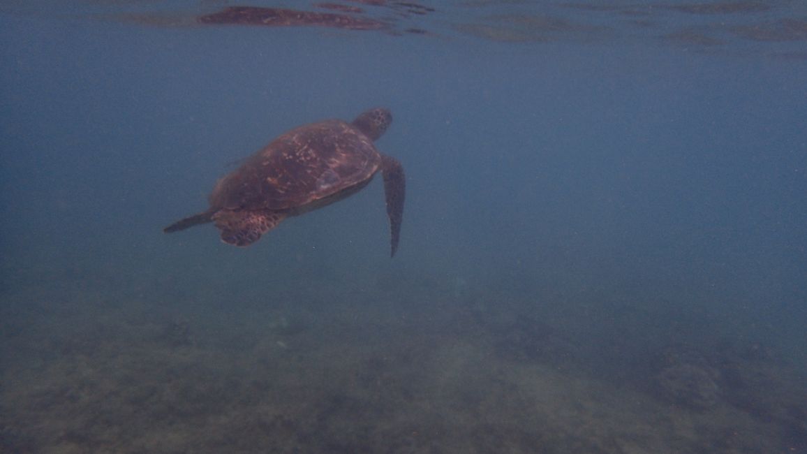 D18 - Yoga a las 7 am con Norbi y playa Poipu con focas monje, tortugas marinas y Humuhumunukunukuapua‘a