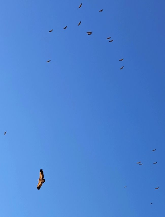 Gänsegeier