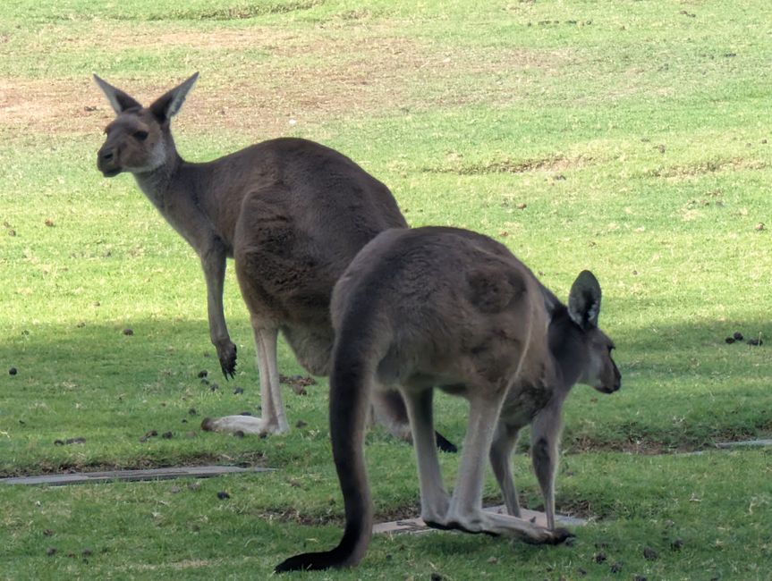 82. Etiqueta 27.3.25 Fremantle Etiqueta 2 Australia