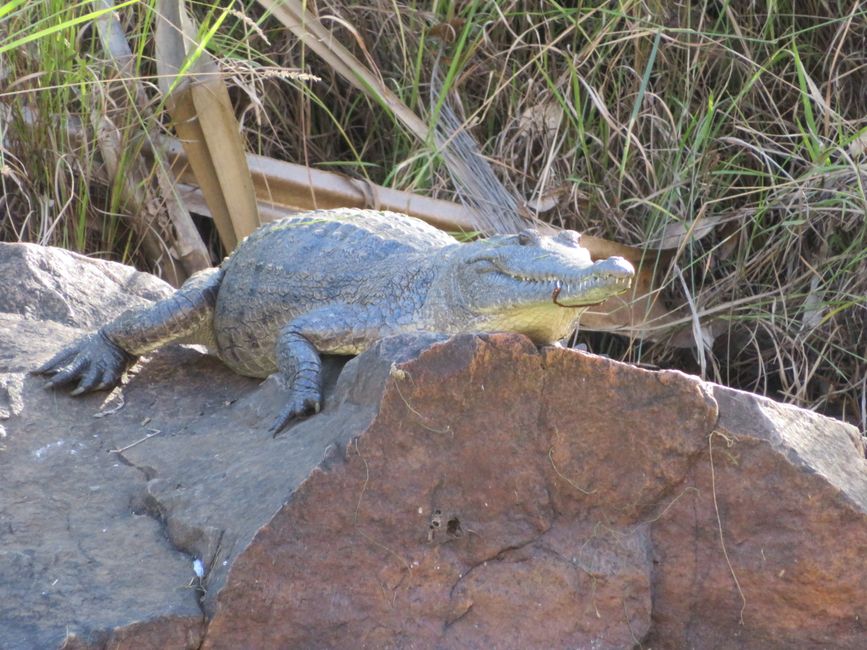 Crocodile d'Australie sur le chemin vers Adcock Gorge