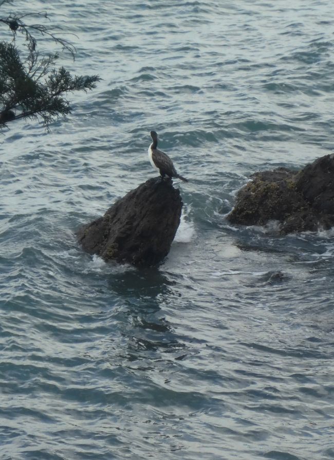 2025-04-11 NZ, Coromandel