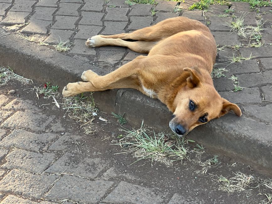 Überall liegen und laufen Hunde heraus - alle absolut friedlich mit Hundeblick „Hast du etwas zum Beisen für mich „ 😅