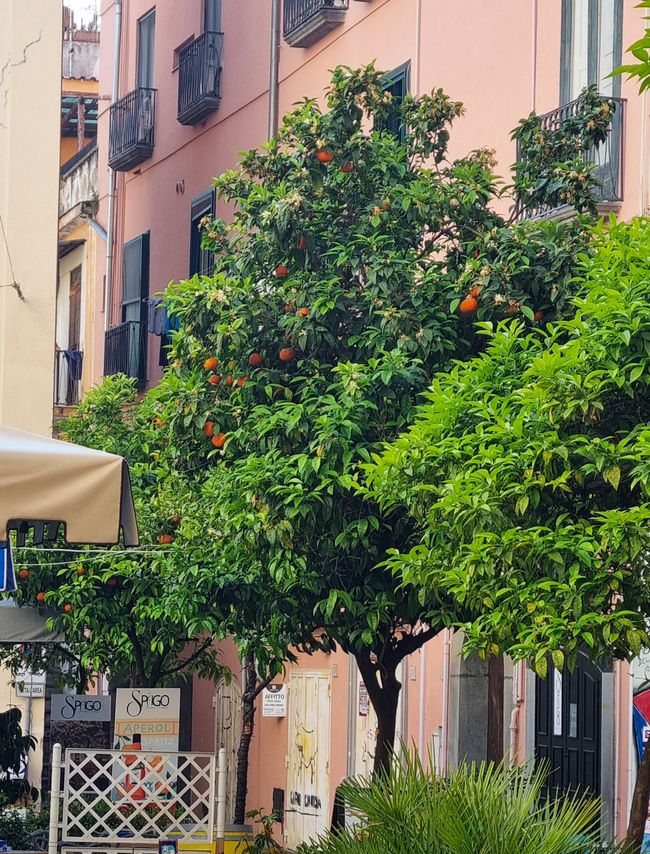 Orangenbaum in der Centro storico
