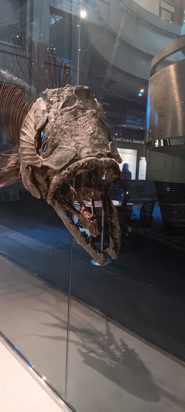 Museum of Natural History I