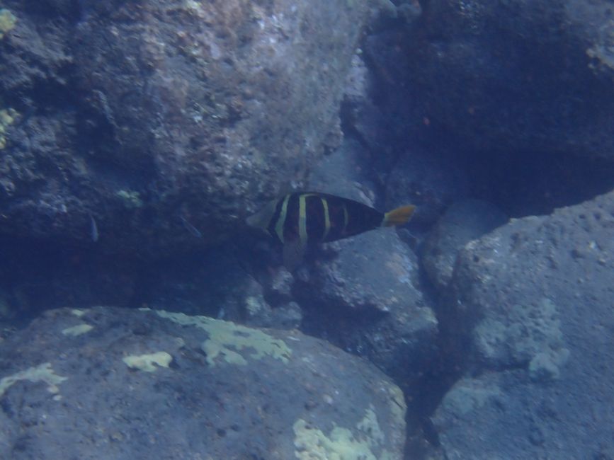 Poisson-chirurgien indien