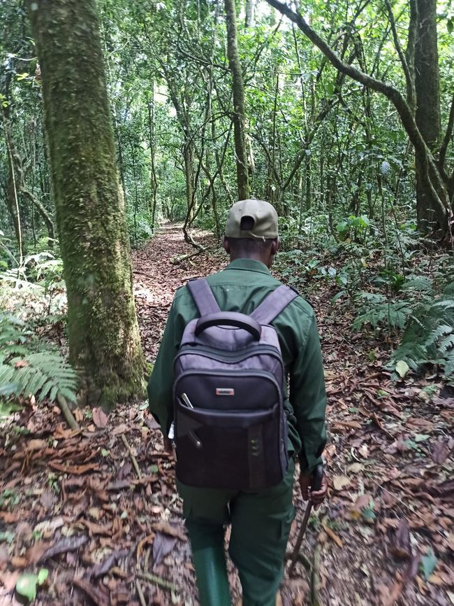 Schimpansen im Kalinzu Forest und Twin Lakes