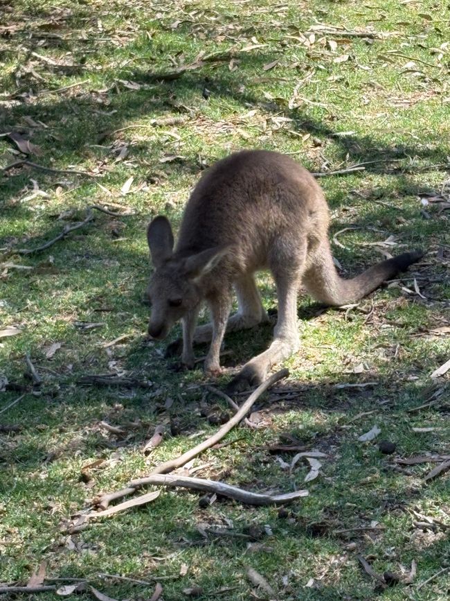 Wiedersehen in Adelaide, 11. und 12.01.25