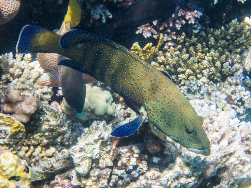 Poisson-perche à points bleus