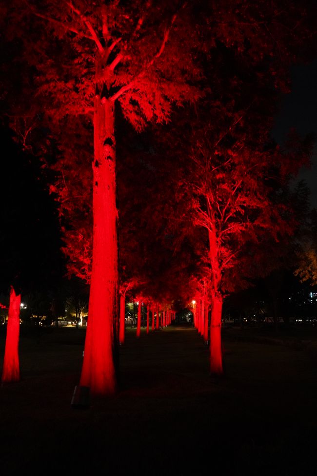 Jardín de luz