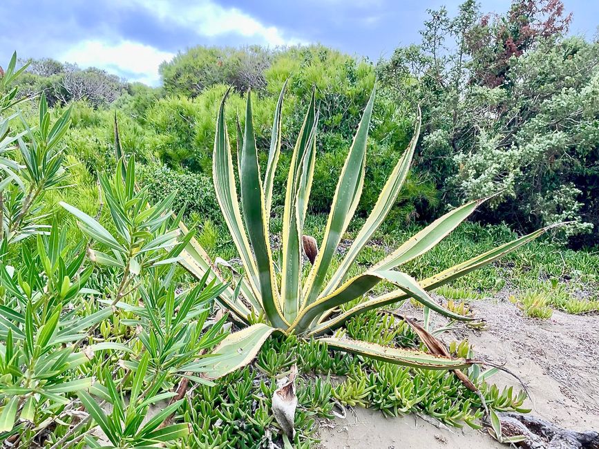 Eine große Agave.