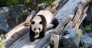 La grande panda