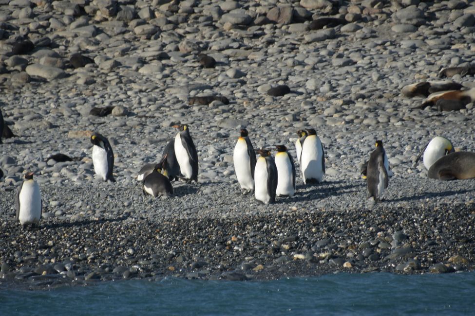 Königspinguine / King penguins