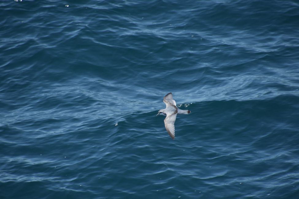 Dünnschnabel-Sturmvogel / Petrel