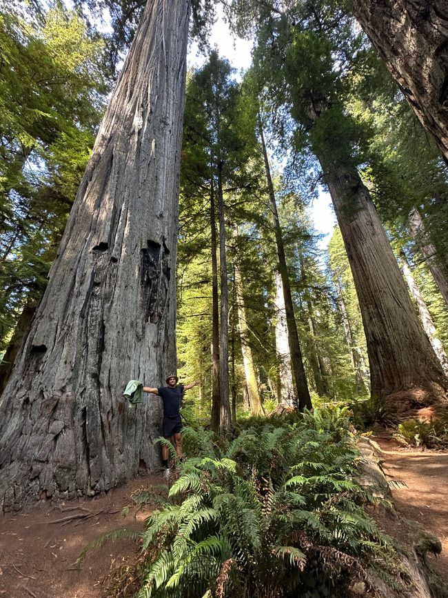 North Californian redwoods