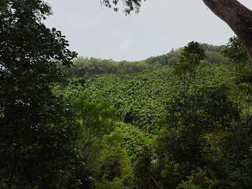 Rainforest
