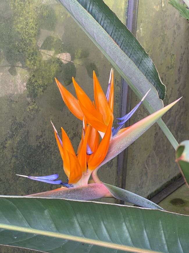 Eine Strelitzie in voller Schönheit