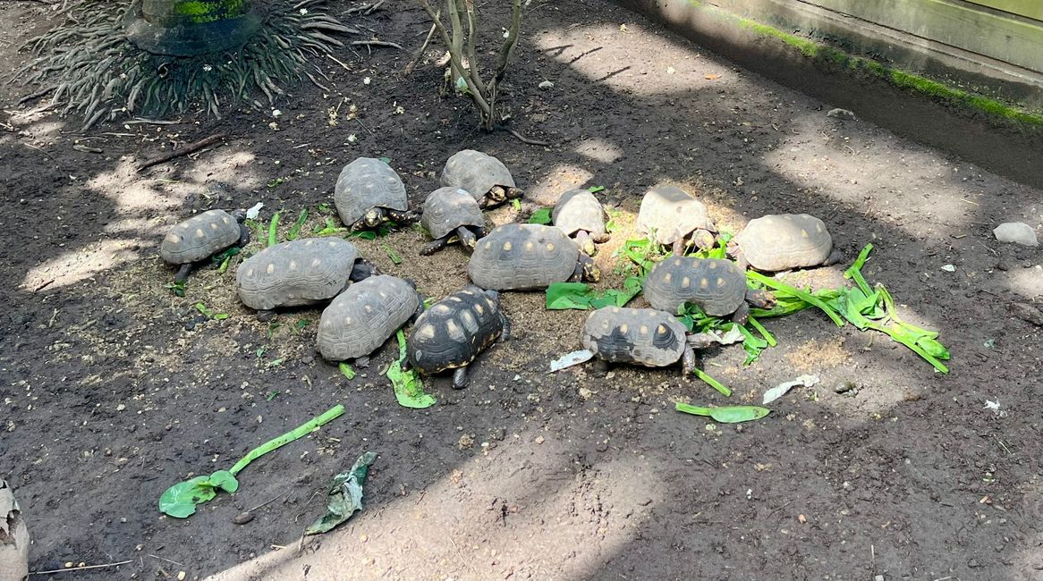 Schildkröten