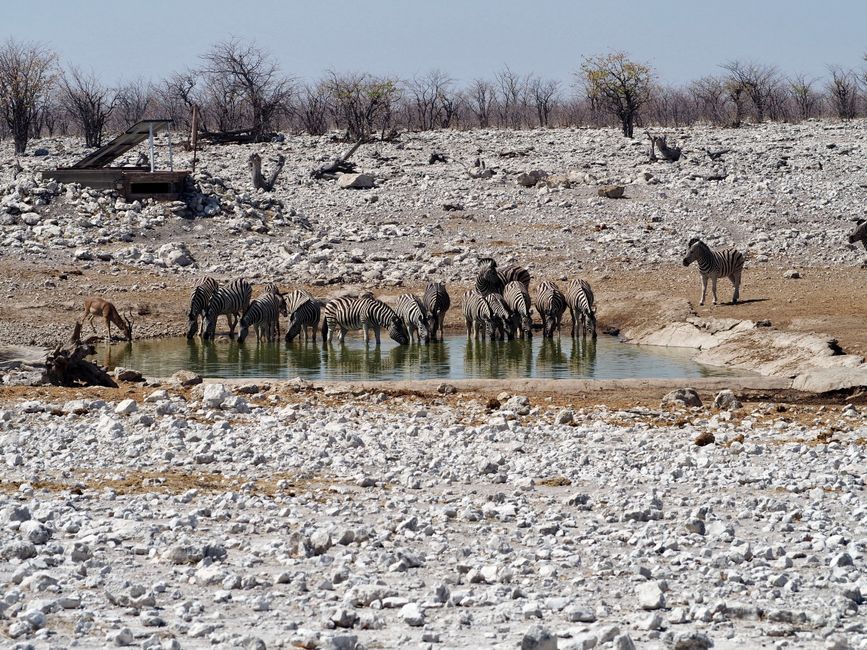 2. Day: Etosha National Park