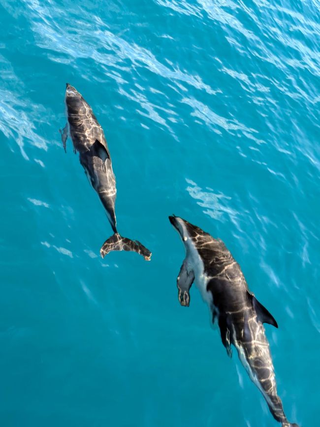 Delfin-Balett vor der South Bay in Kaikoura