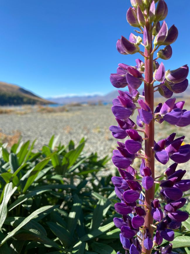 A few lupins are still blooming here and there!