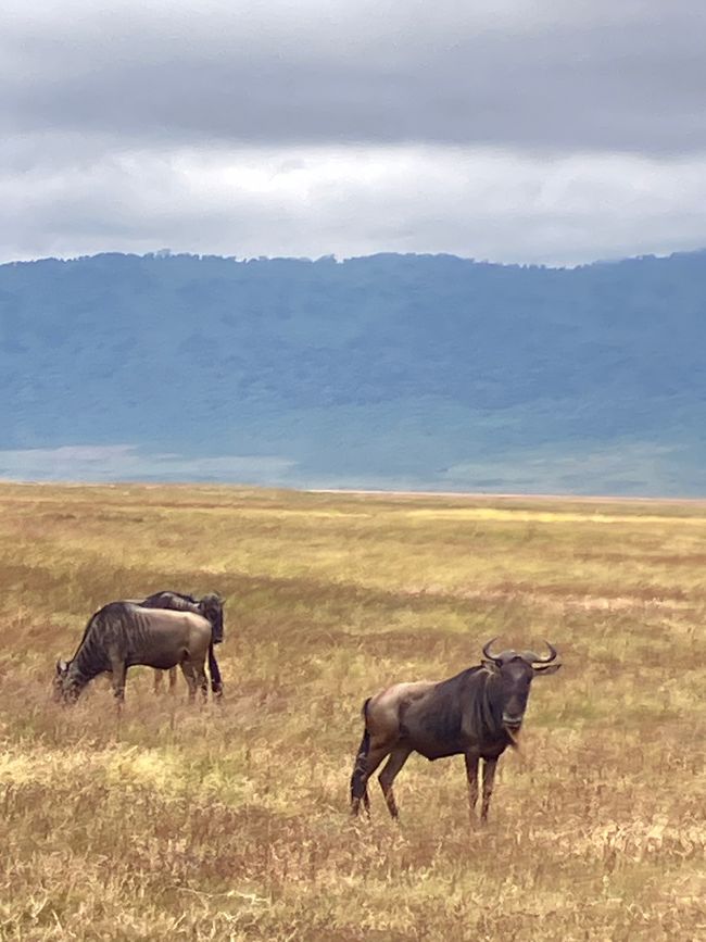 Il Cratere di Ngorongoro