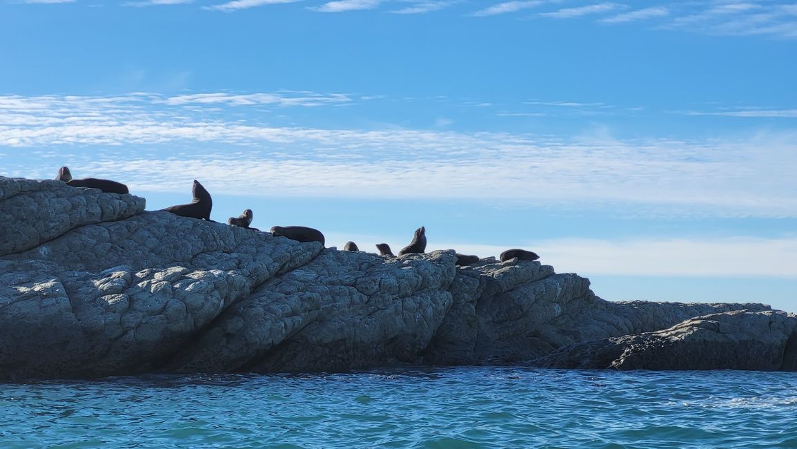 Seal- Colony