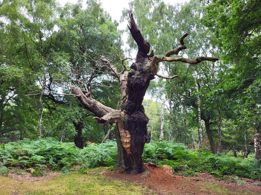 Sherwood Forest