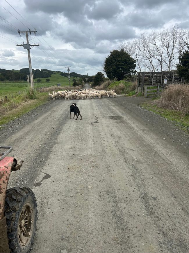 “Colas de cordero” a la parrilla