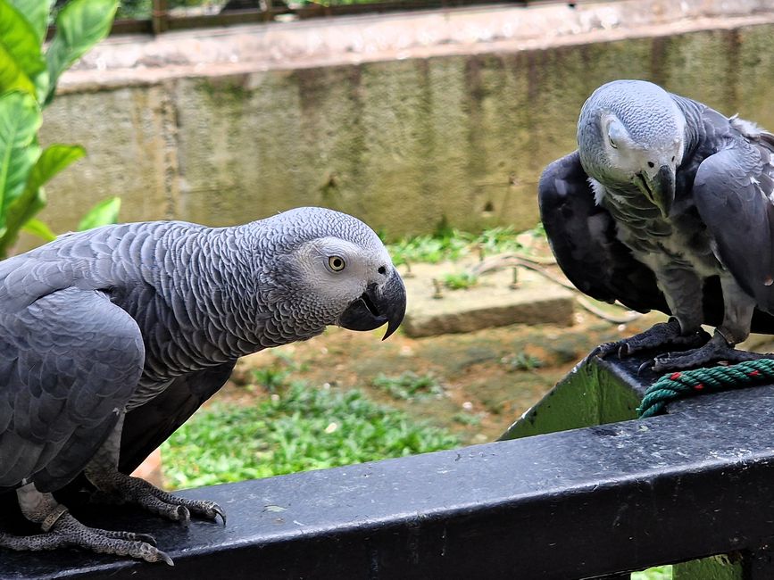 Bird Park