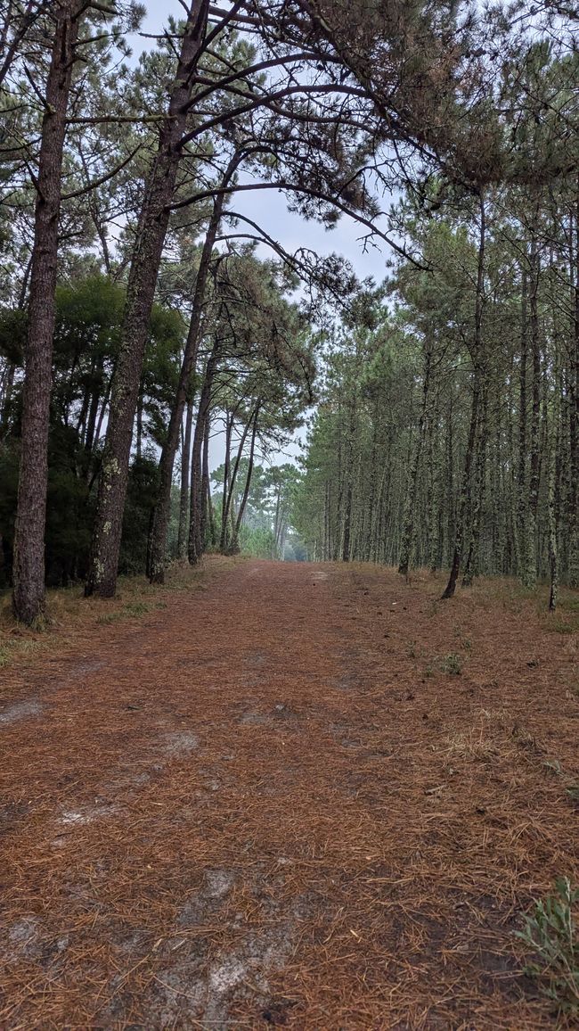 Fünfte Etappe Camino Portugues da Costa von Ancora nach A Guarda