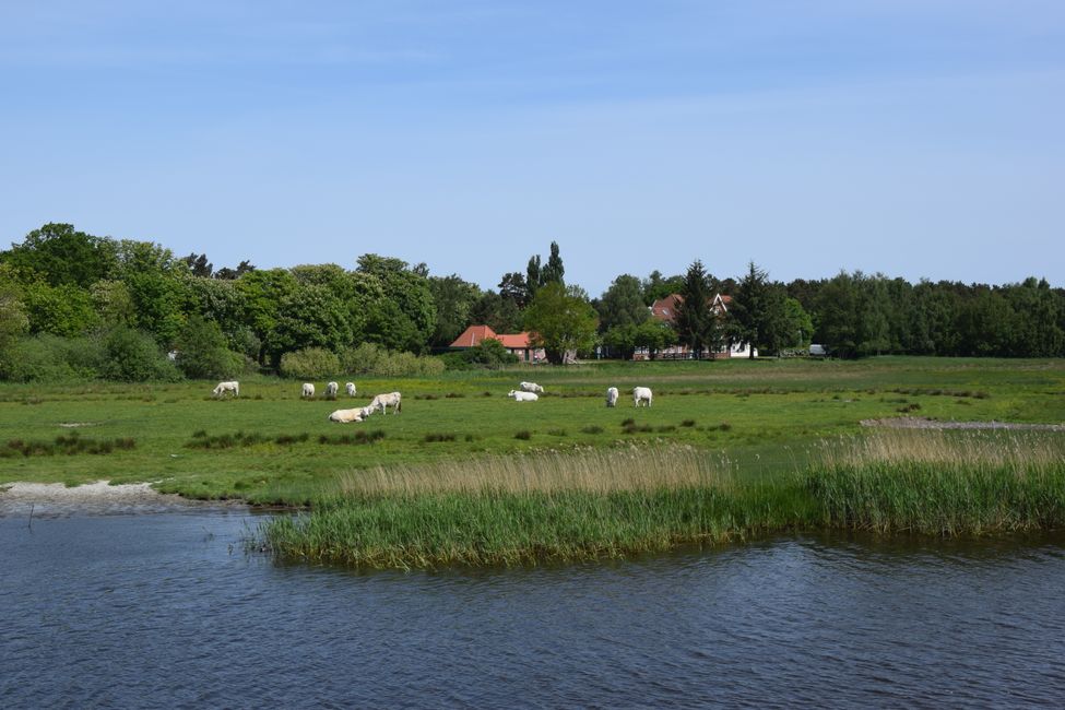 Darß und Fischland im Mai 2018