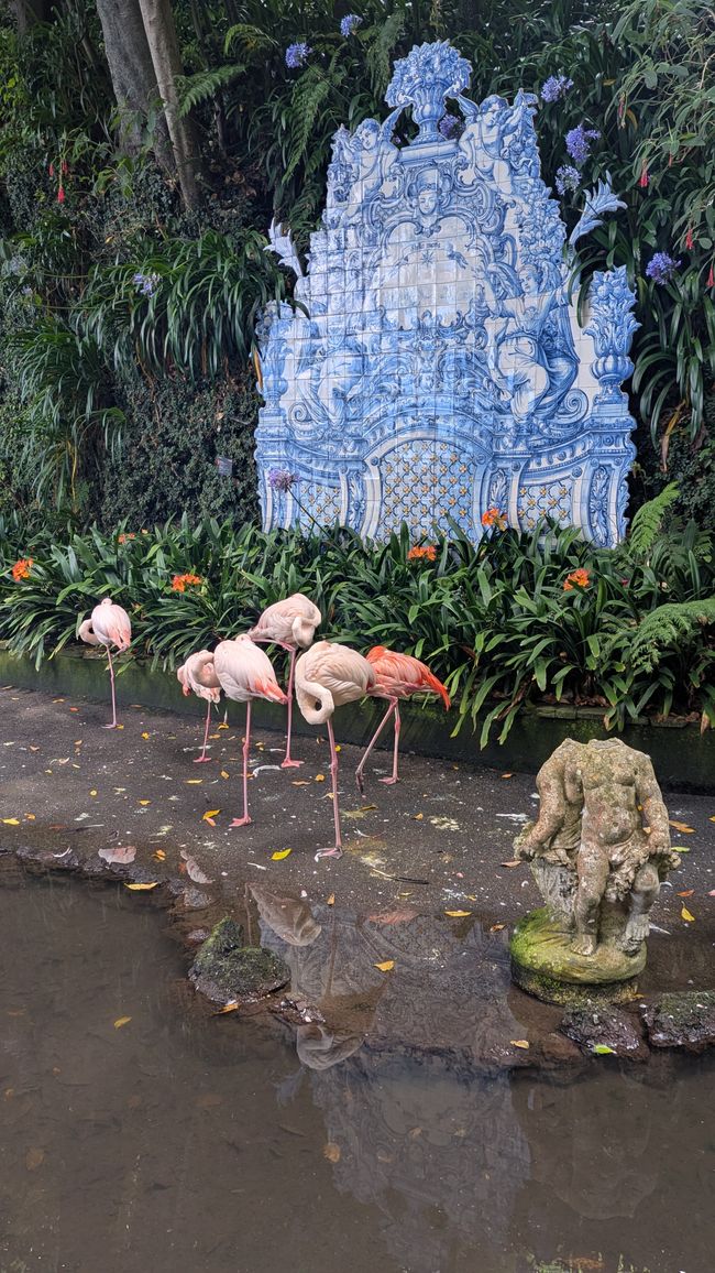 Tag 9: Funchal - mit einer rasanten Schlittenfahrt